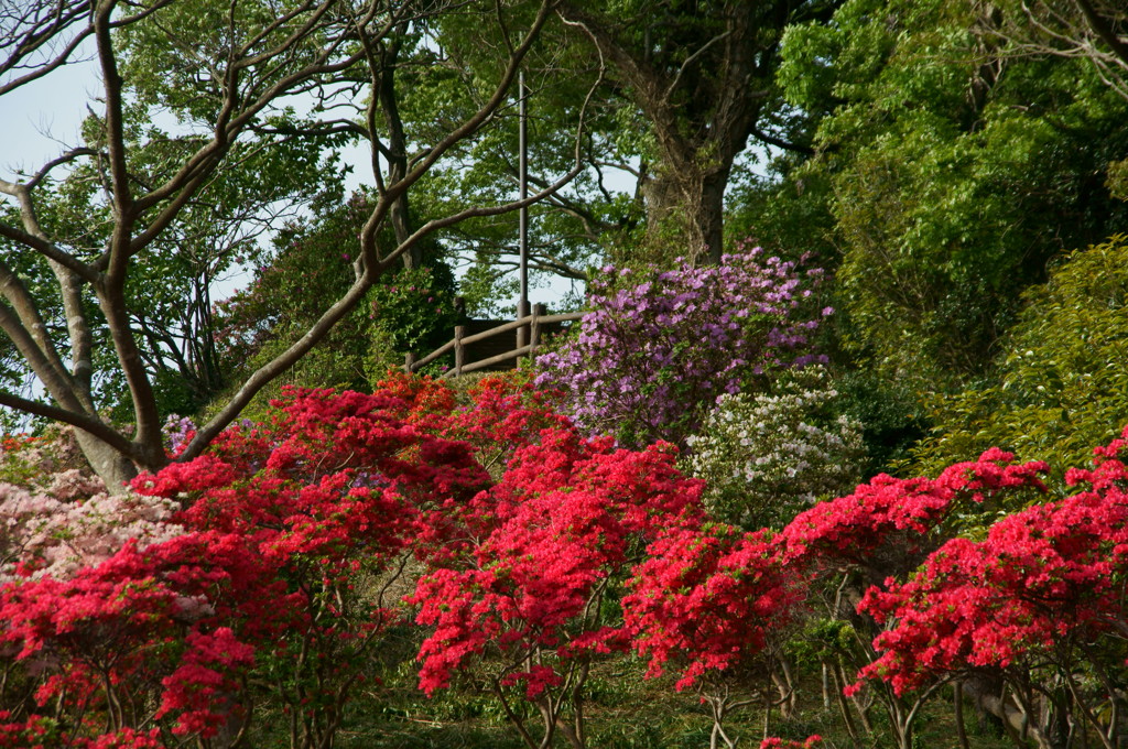 ツツジ