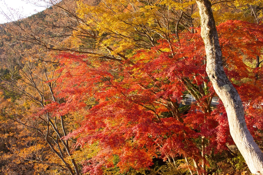 道志の紅葉2