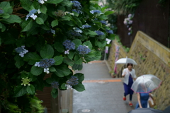 江ノ島のアジサイ②