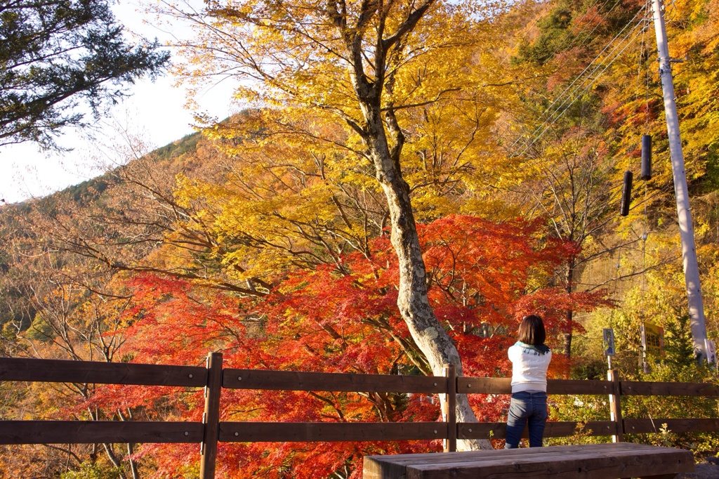 道志の紅葉