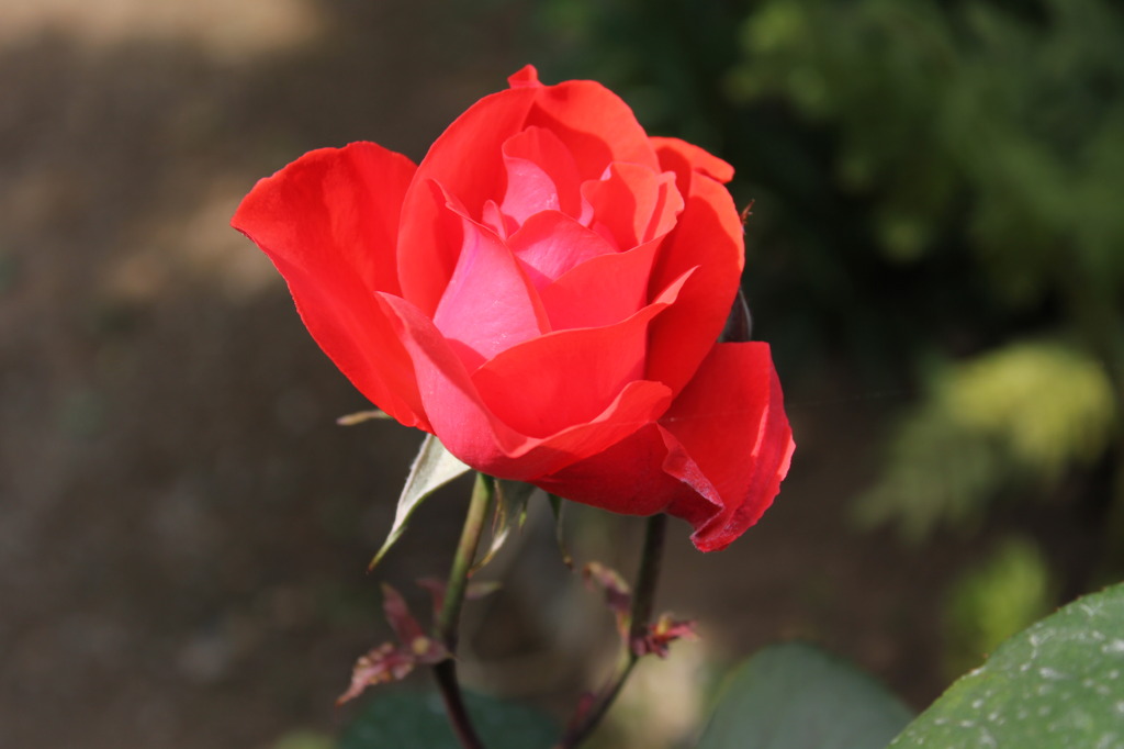 爺様　rose 001