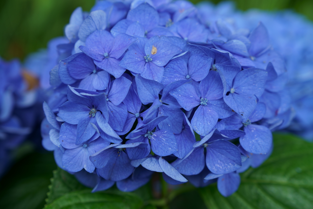 江ノ島のアジサイ①