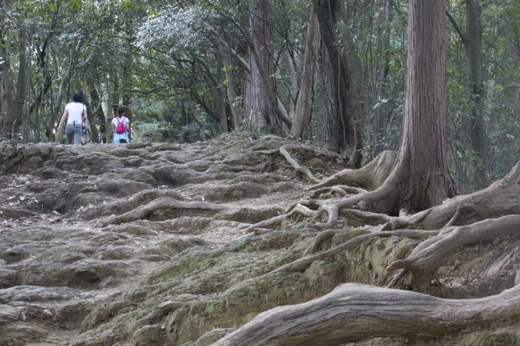 高尾山　稲荷山コース　山頂前