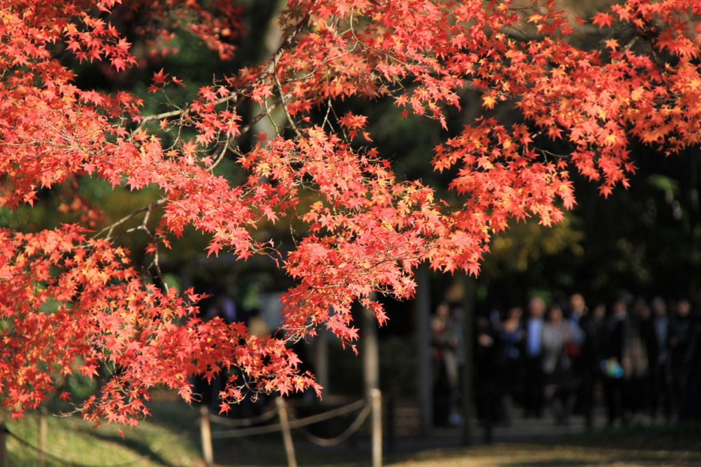 201 紅葉狩り