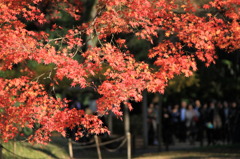 201 紅葉狩り
