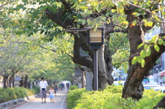 147 鶴岡八幡宮