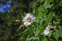 夏の花