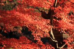 214 燃ゆる紅葉2