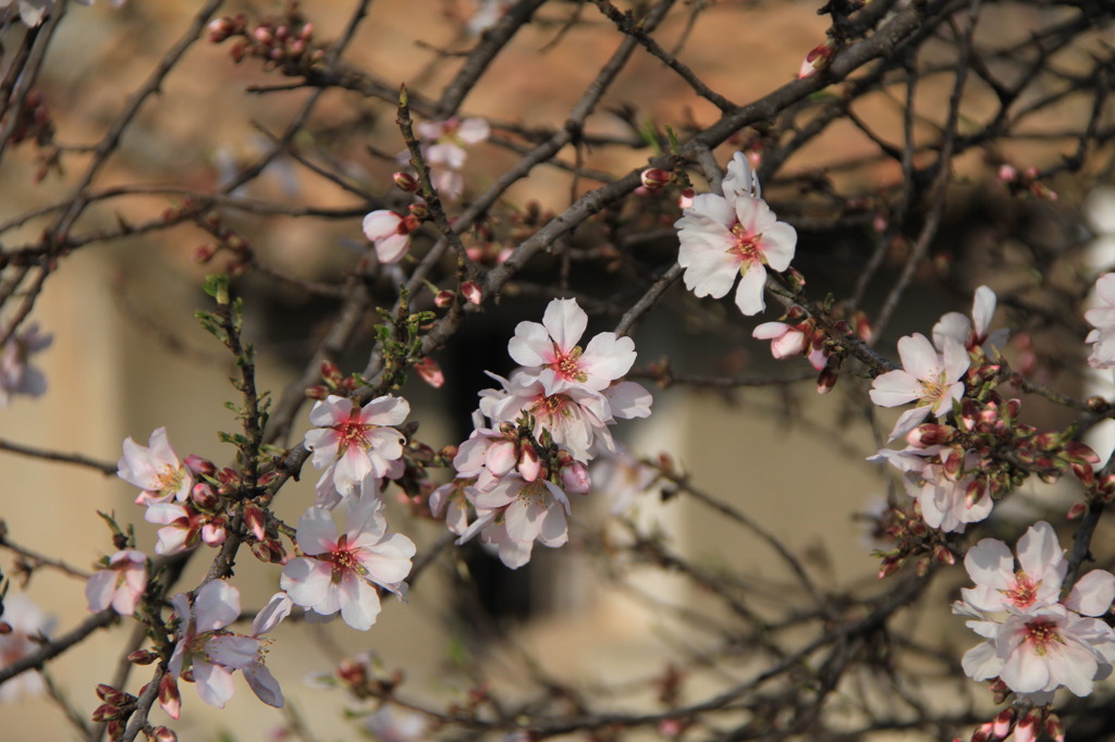 Almendra