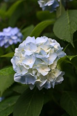 丸い花。。。