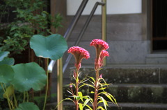 070 円覚寺