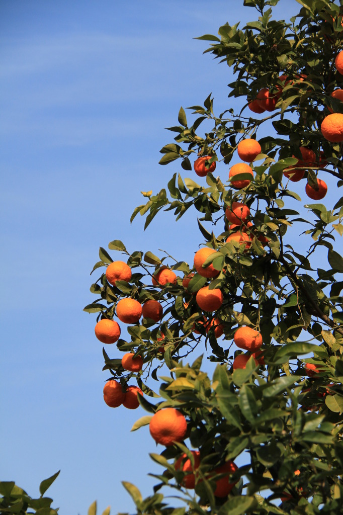 Orange (Naranja)