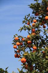 Orange (Naranja)