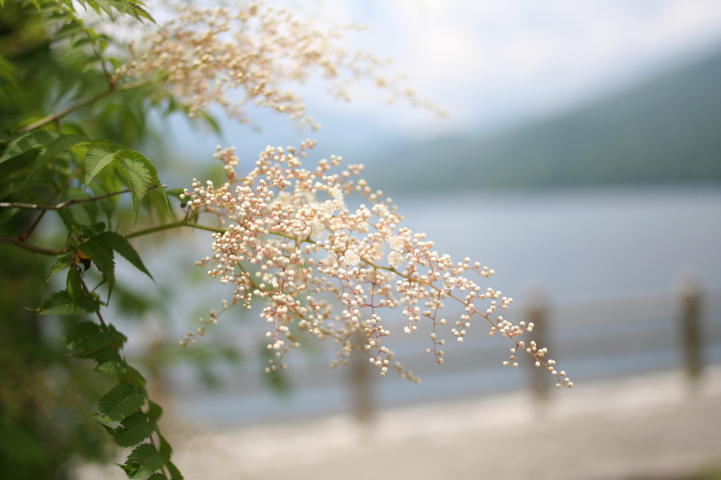 湖畔の白い花