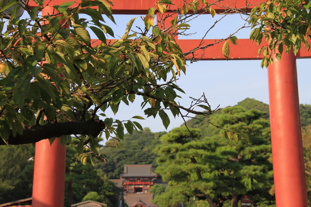 149 鶴岡八幡宮