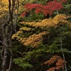 錦織なす・・・