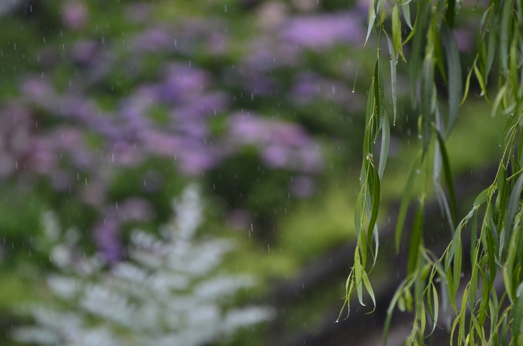 It's a rainy day