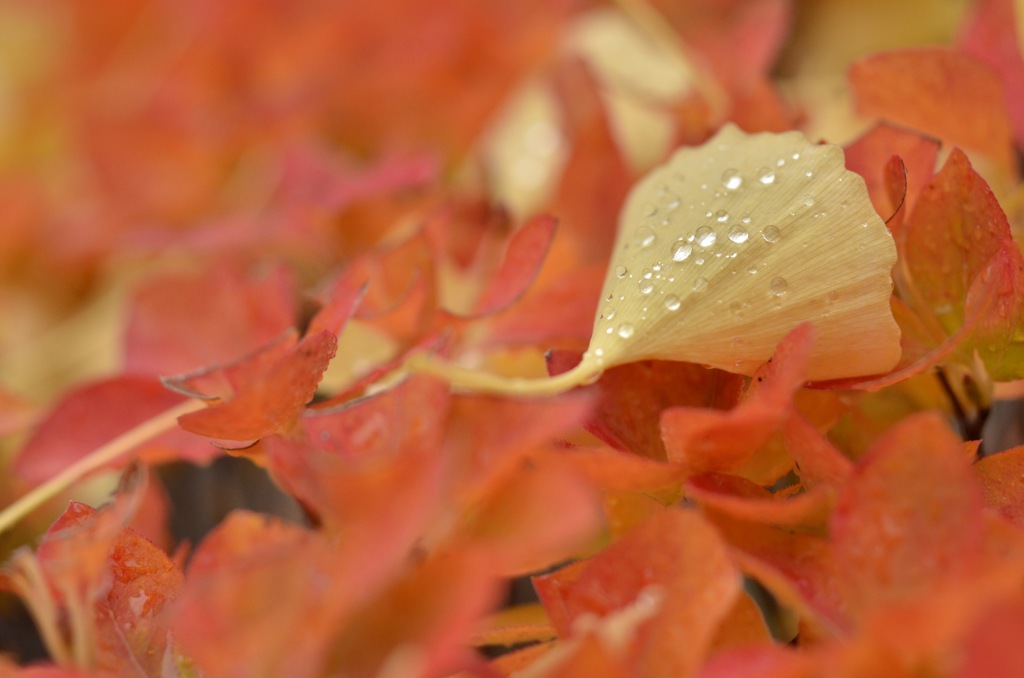 秋雨