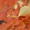 秋雨