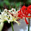 紅白