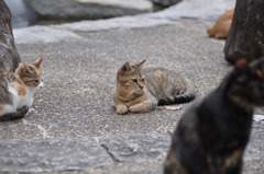 野良たち