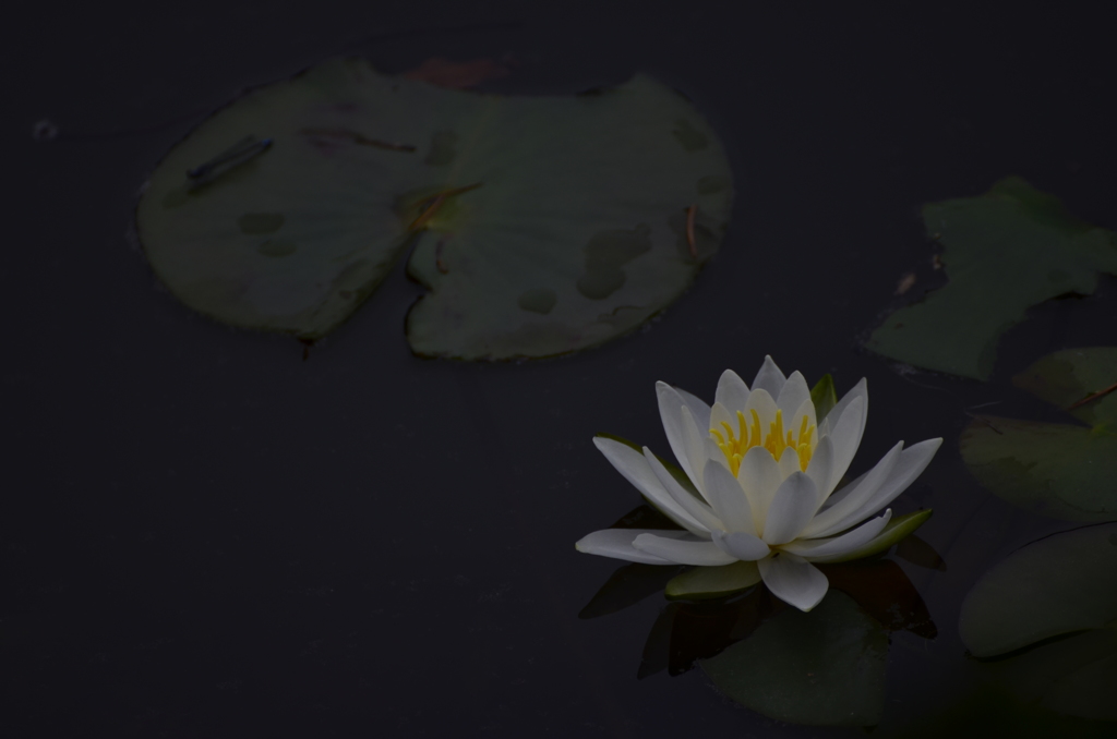 stereoscopic 
