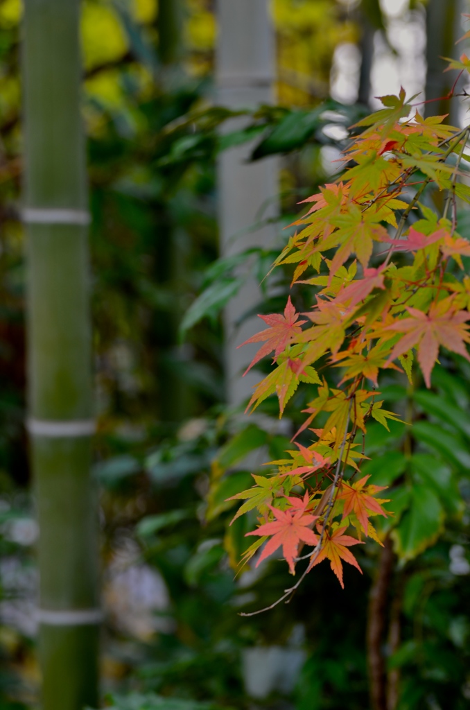 紅葉と竹林