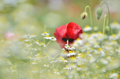 The back view of red poppy