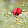 The back view of red poppy