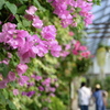 盛夏を歩む