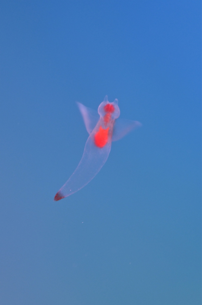 水中の妖精