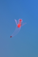 水中の妖精