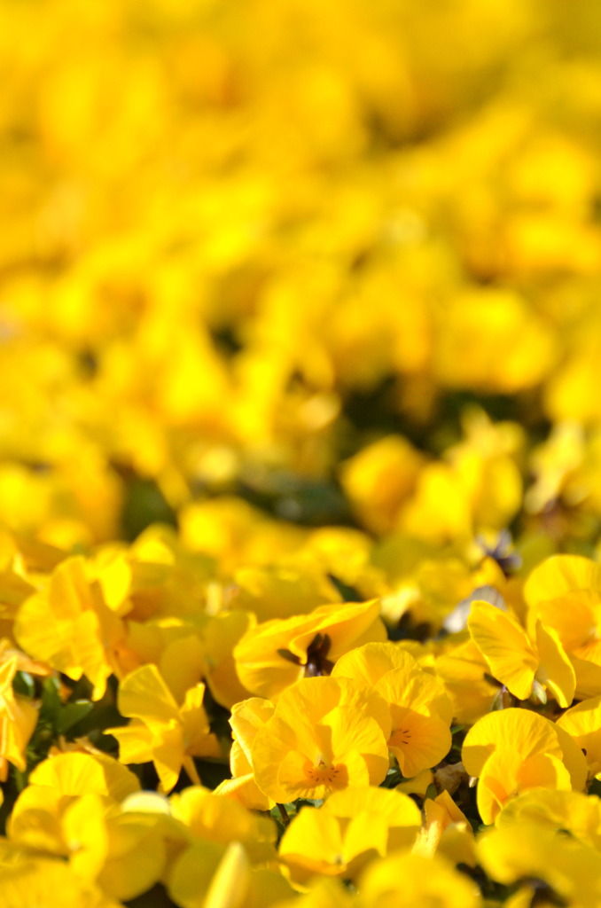 yellow generation