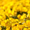 yellow generation