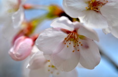 桜の花咲く頃