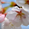 桜の花咲く頃