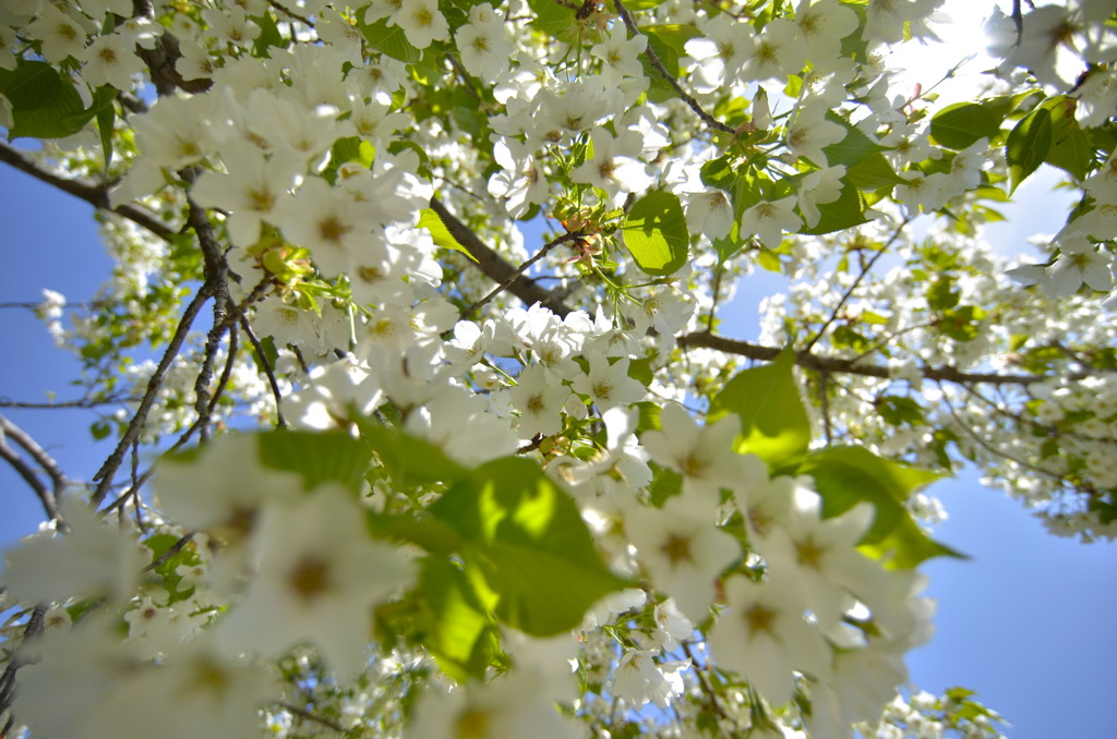 降り注ぐ桜