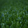 新茶の輝き