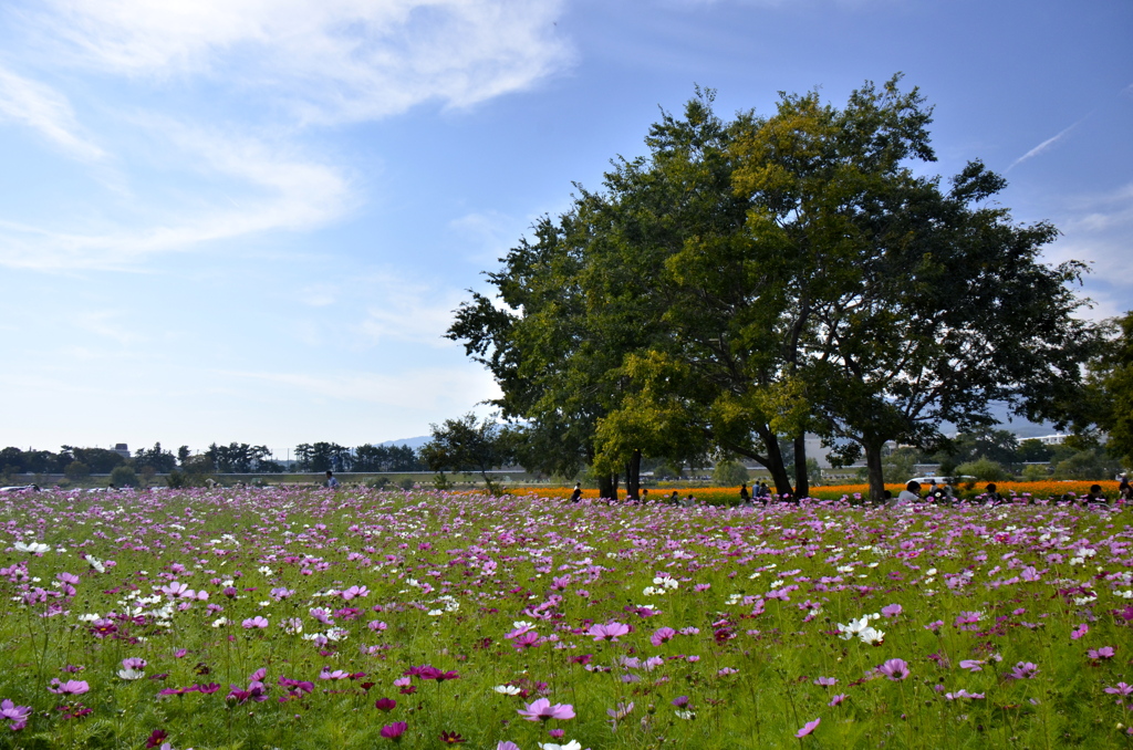 秋晴れのコスモス園