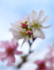 秋晴れ桜