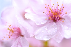 雨に唱えば