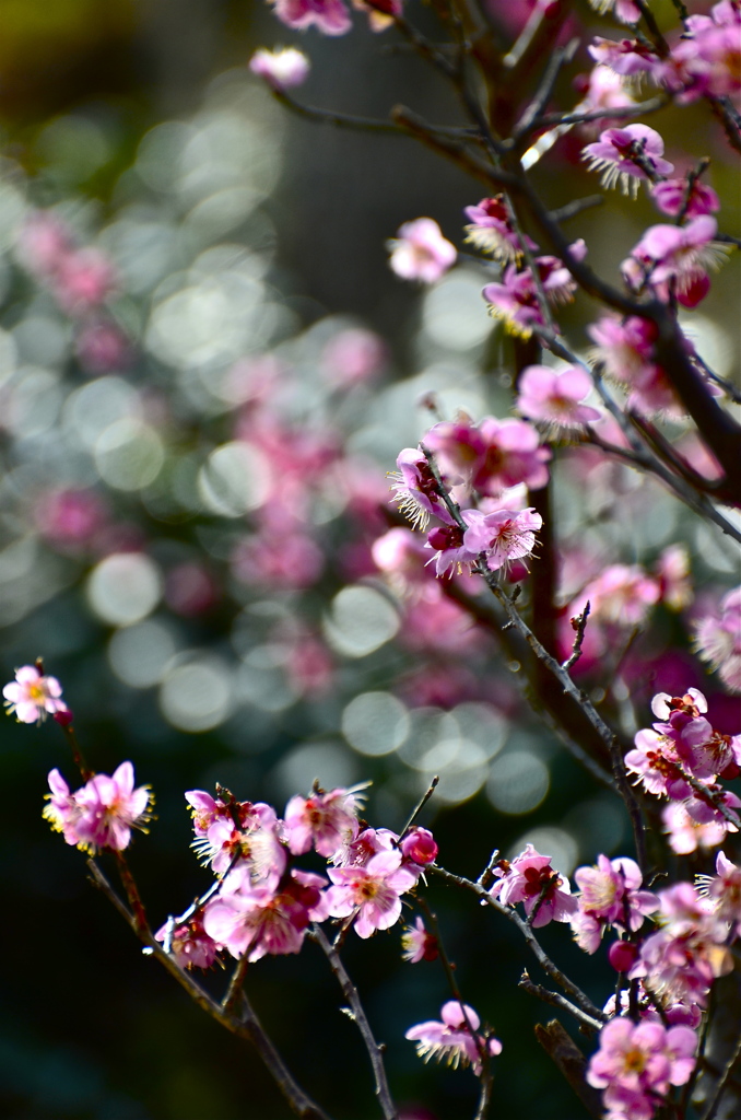 陽光に光る梅花