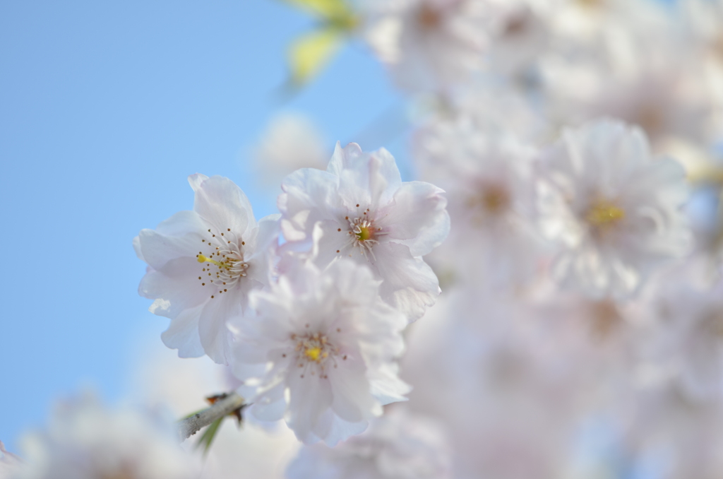 花は桜　空は美し