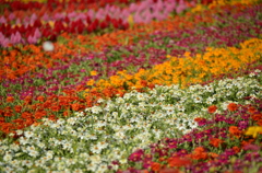 花の絨毯
