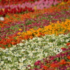 花の絨毯