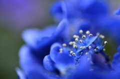 Deep Blue