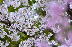 ２色の桜