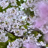 ２色の桜