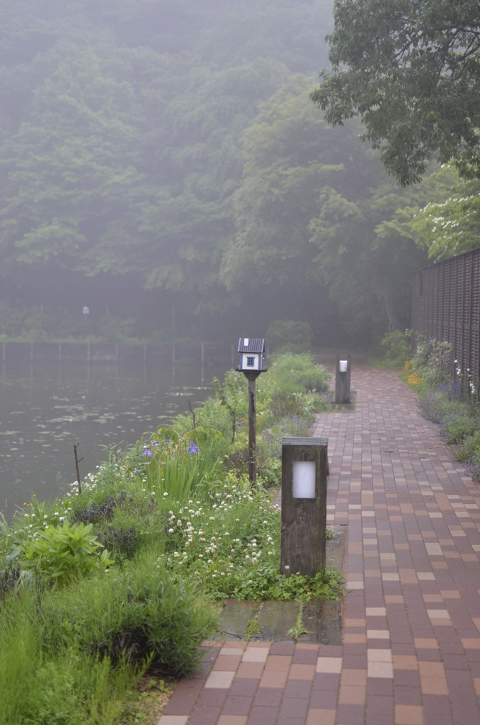 霧に煙る森