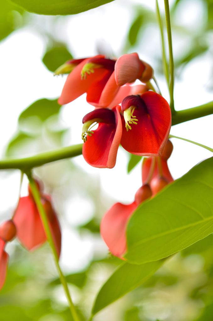 でいごの花